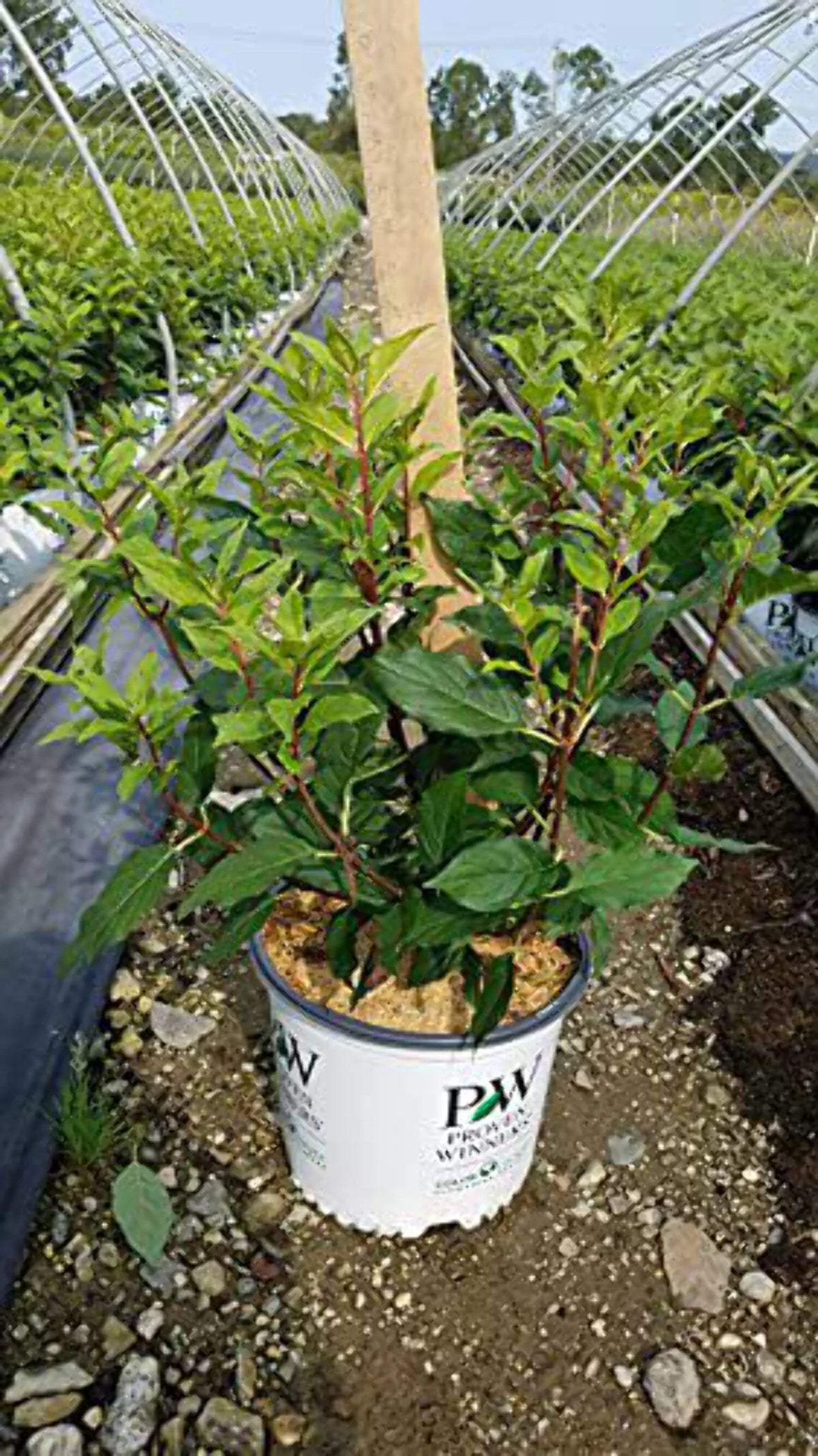 Panicle Hydrangea C4675