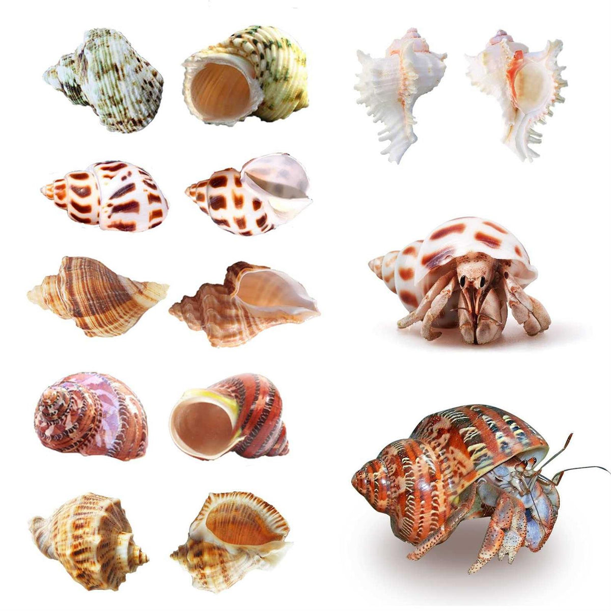 Hermit Crab Shells Medium to Large Natural Conch X808