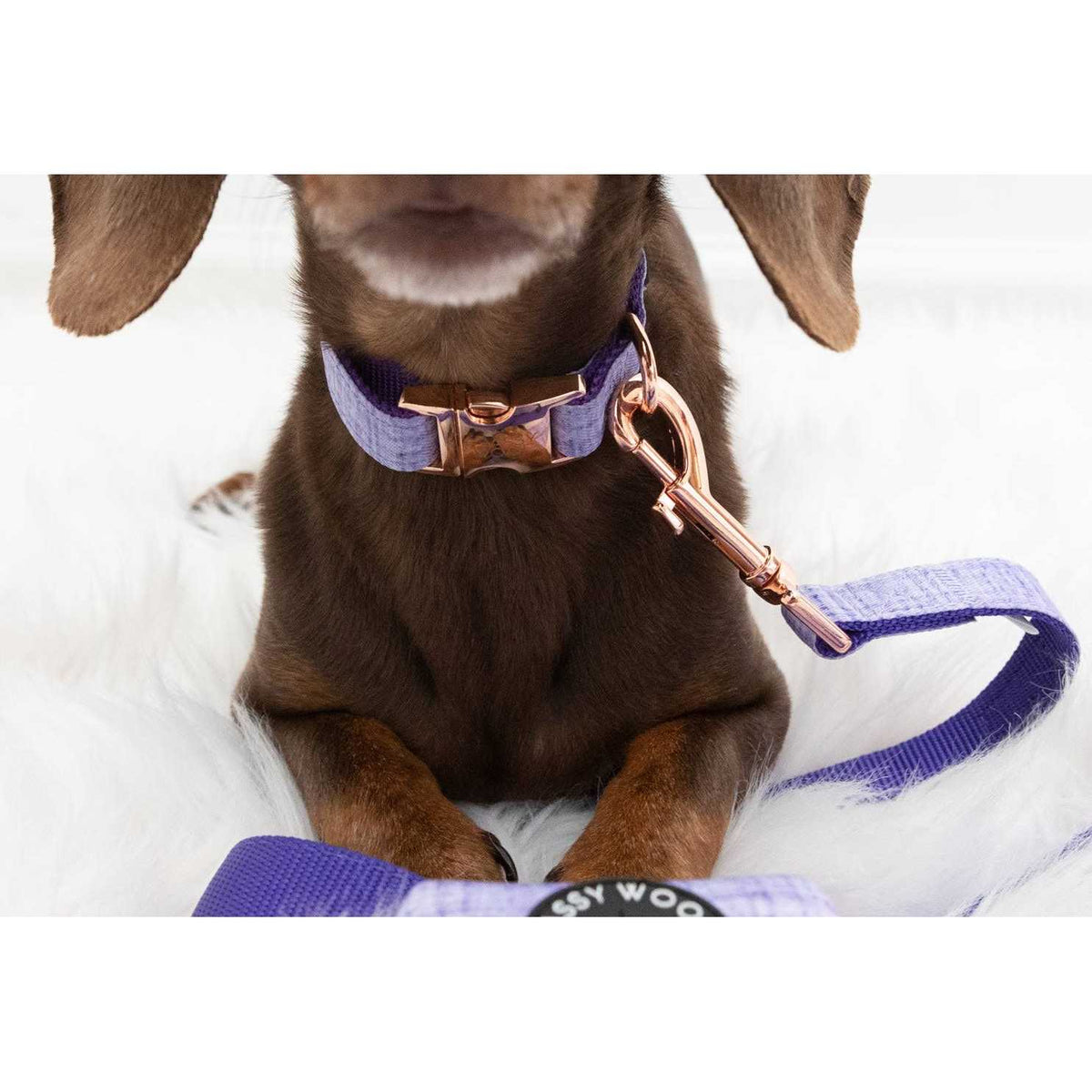 Dog Collar W98343