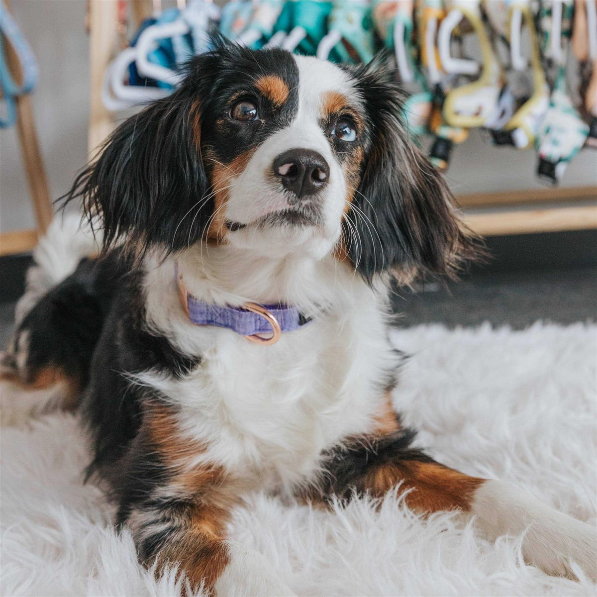 Dog Collar W98343