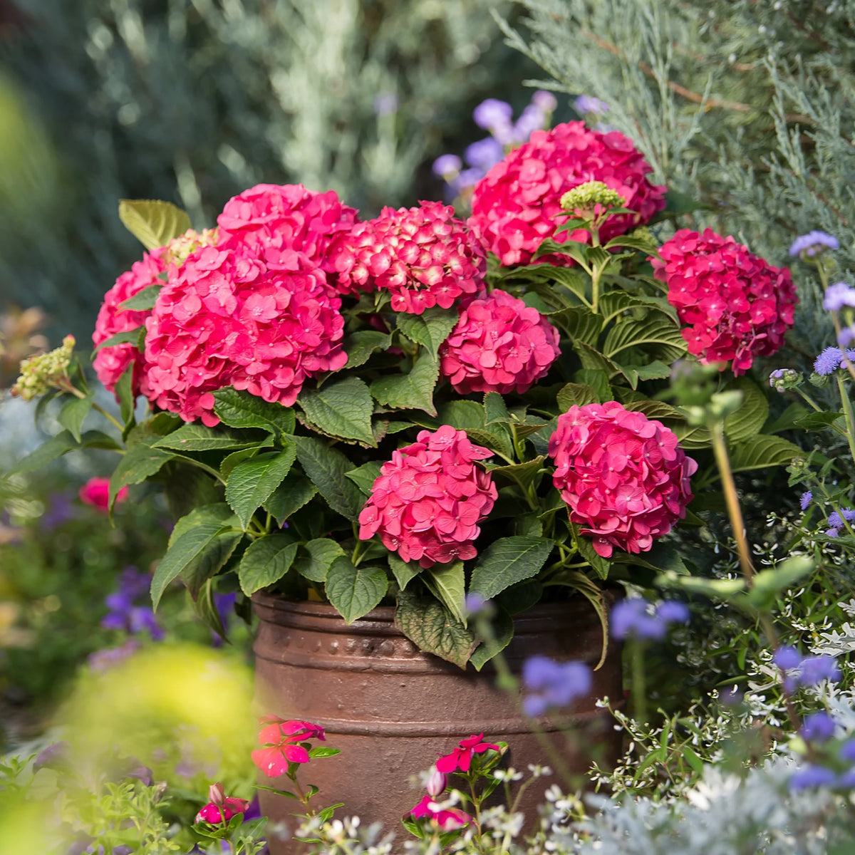 Live Hydrangea Shrub 1 Gallon D8610
