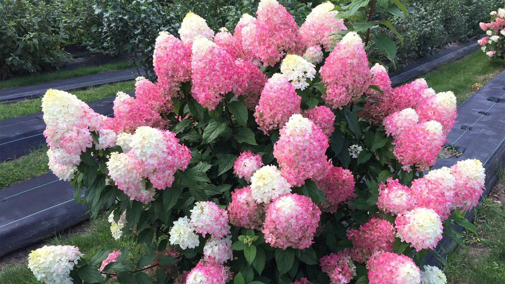 Panicle Hydrangea C4675