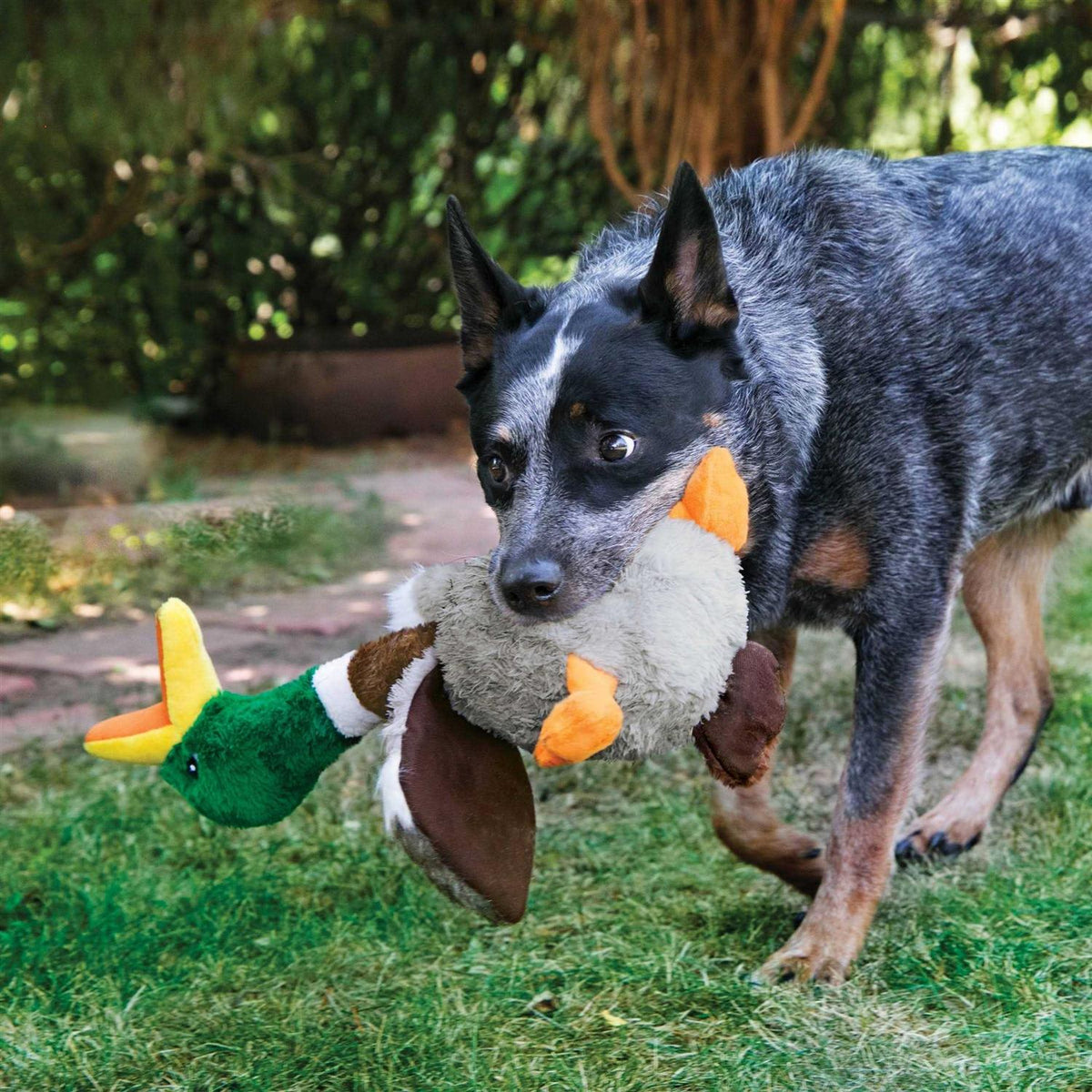 Duck Toy U468217