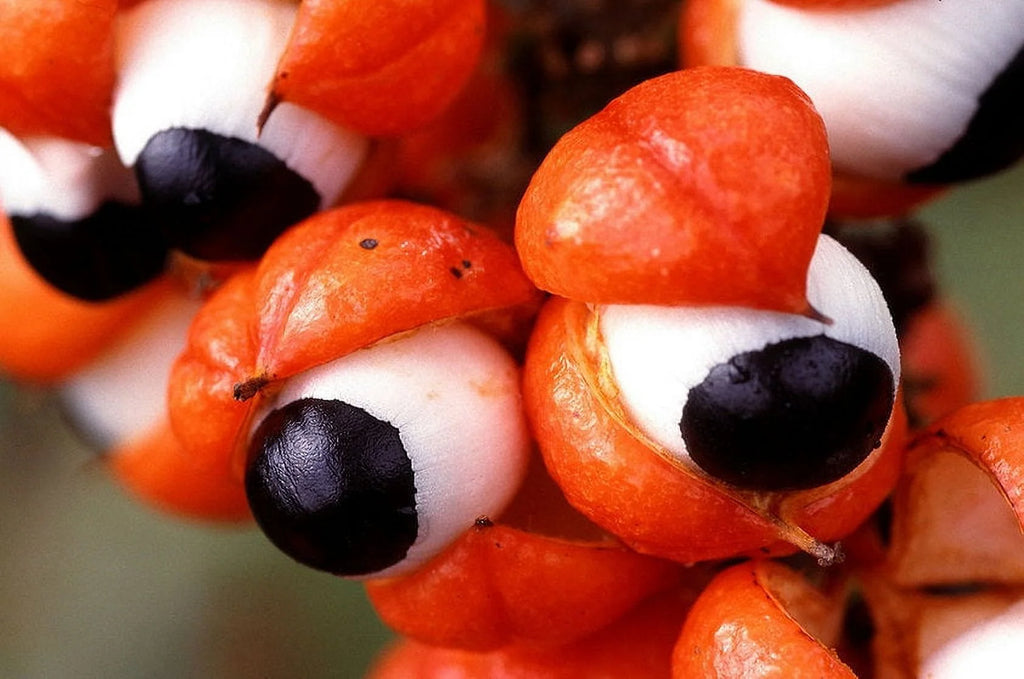 Guarana Paullinia cupana A7954