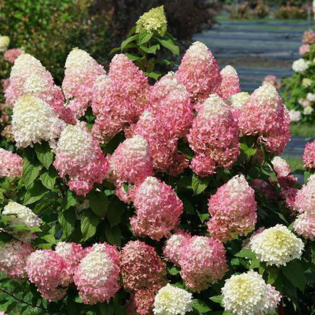 Panicle Hydrangea C4675