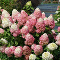 Panicle Hydrangea C4675