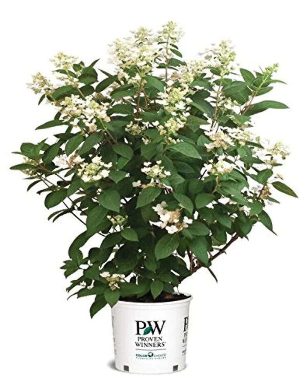 Panicle Hydrangea C4675