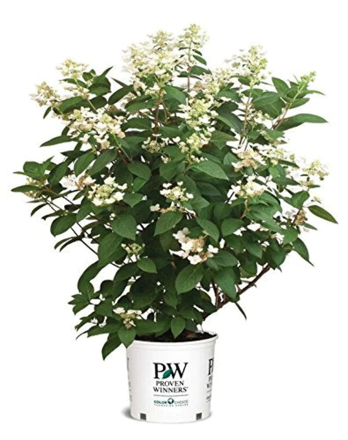 Panicle Hydrangea C4675