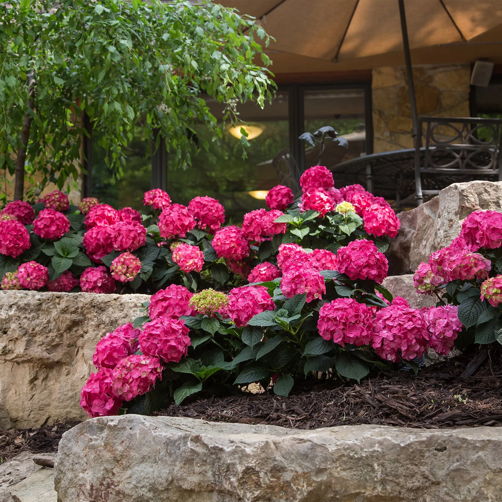Live Hydrangea Shrub 1 Gallon D8610