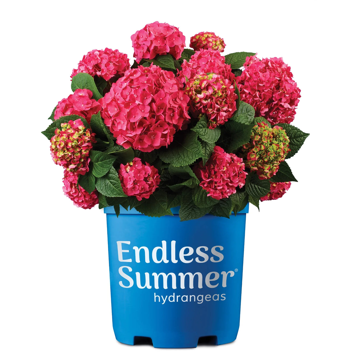 Live Hydrangea Shrub 1 Gallon D8610