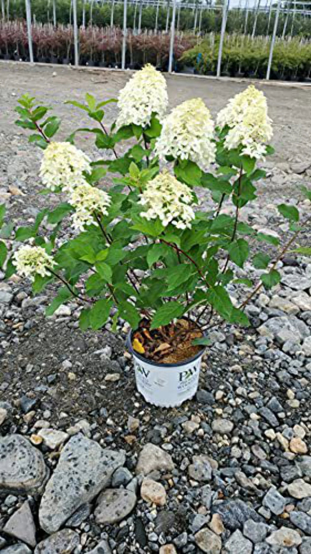Panicle Hydrangea C4675