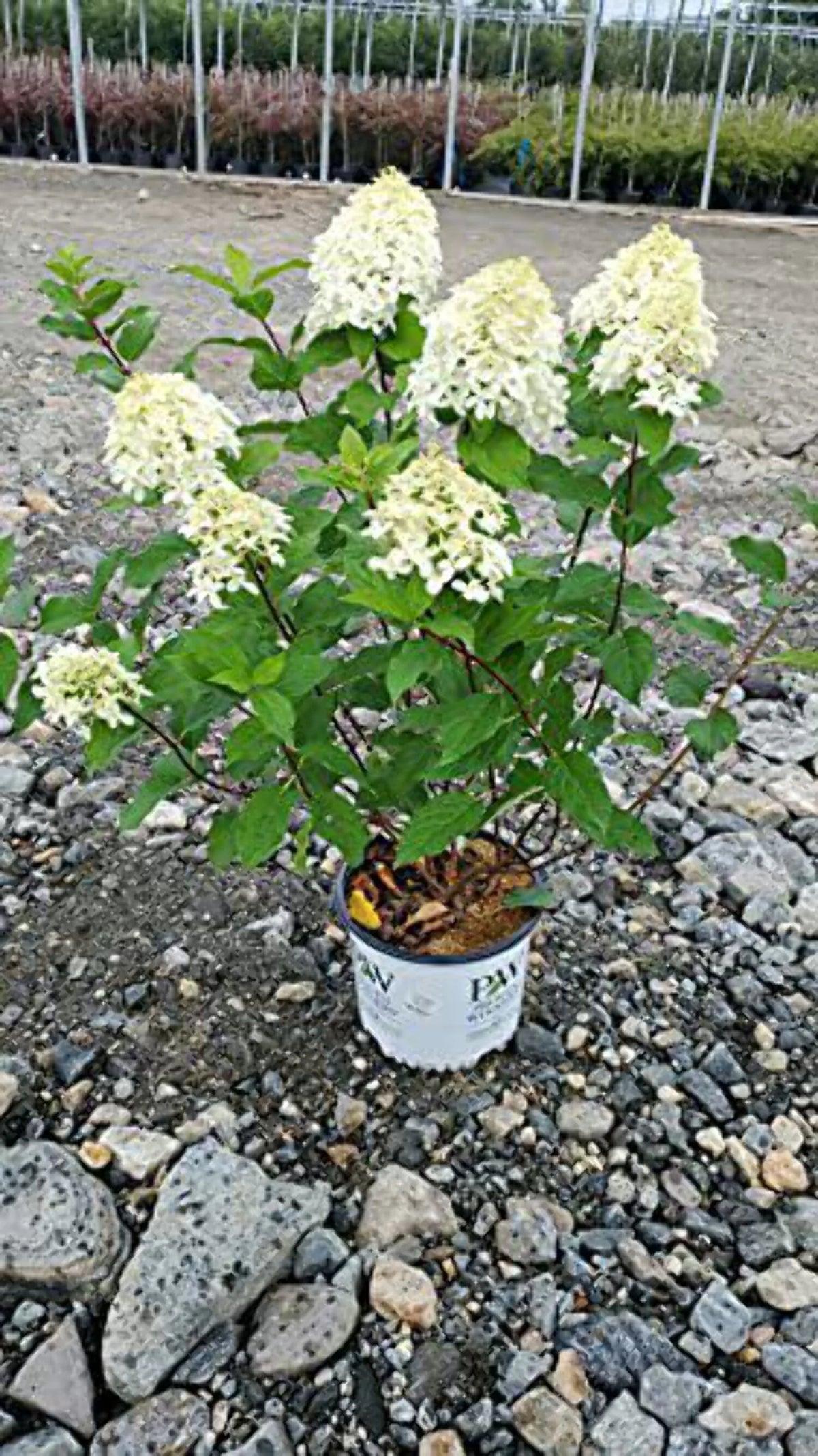Panicle Hydrangea C4675