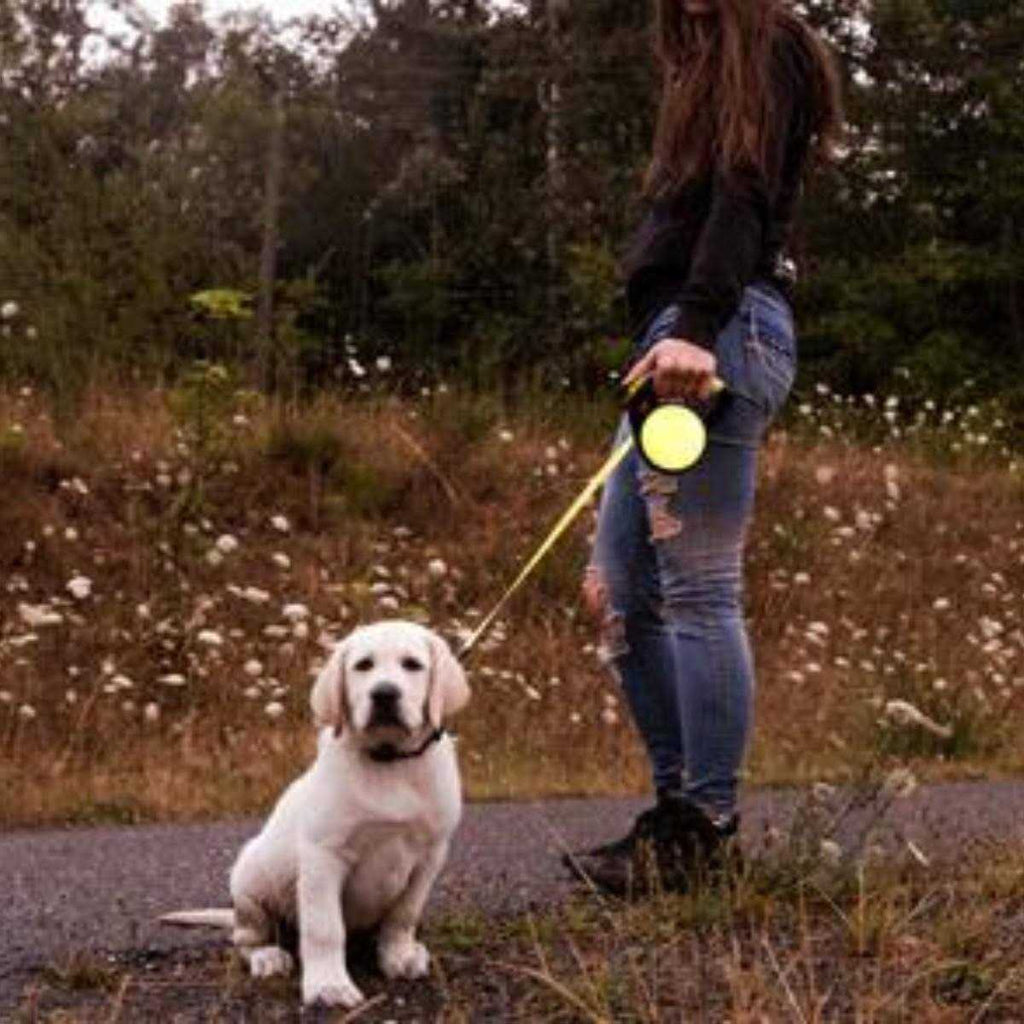 Retractable Leash R89629