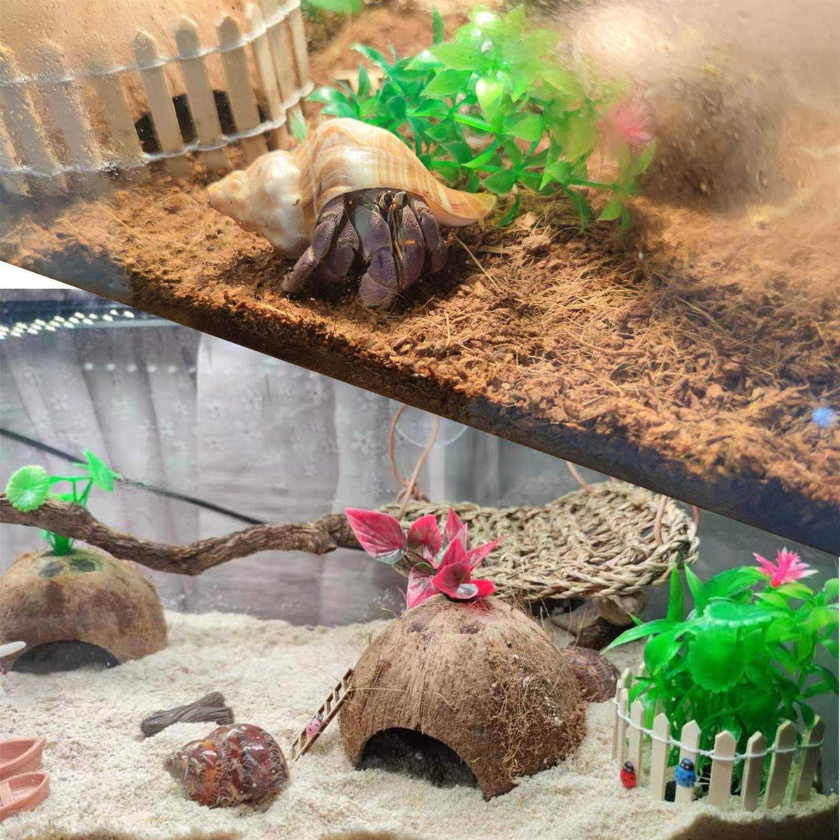 Hermit Crab Shells Medium to Large Natural Conch X808