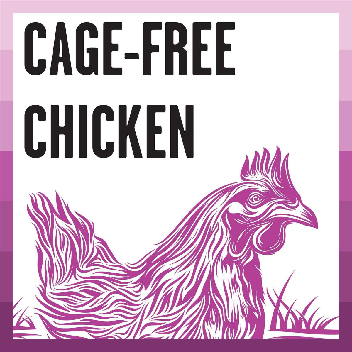 Chicken Recipe Dry Cat Food B578098
