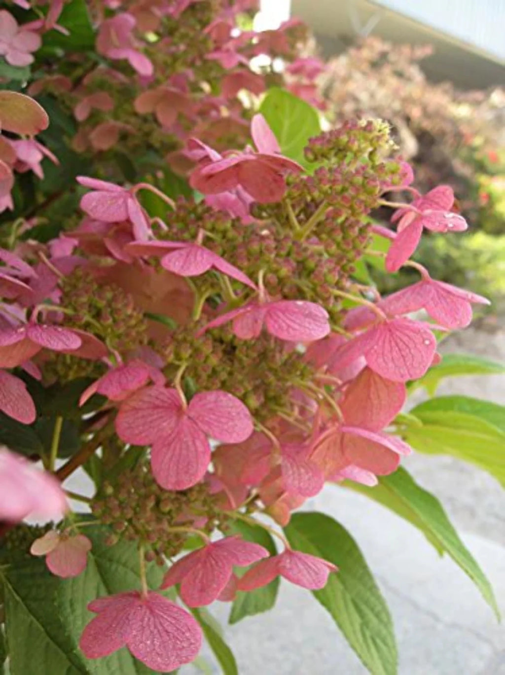 Panicle Hydrangea C4675