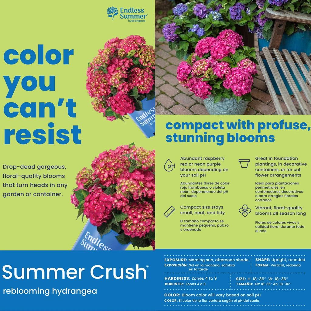 Live Hydrangea Shrub 1 Gallon D8610