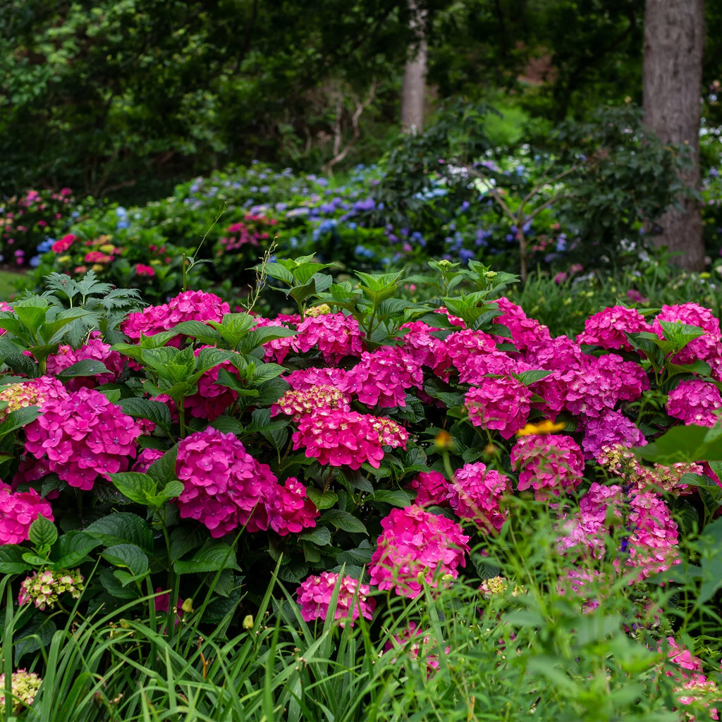 Live Hydrangea Shrub 1 Gallon D8610