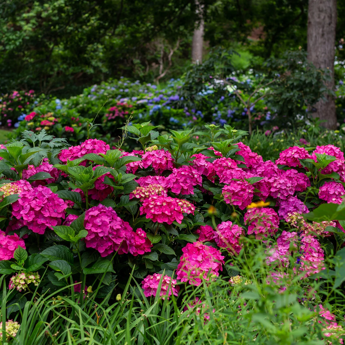 Live Hydrangea Shrub 1 Gallon D8610
