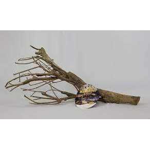Mangrove Root F924625