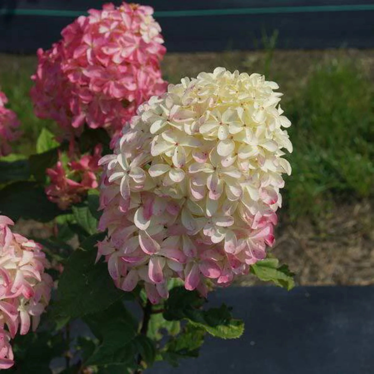Panicle Hydrangea C4675