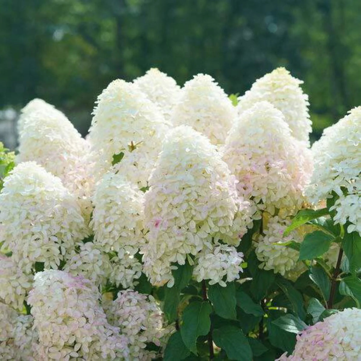 Panicle Hydrangea C4675
