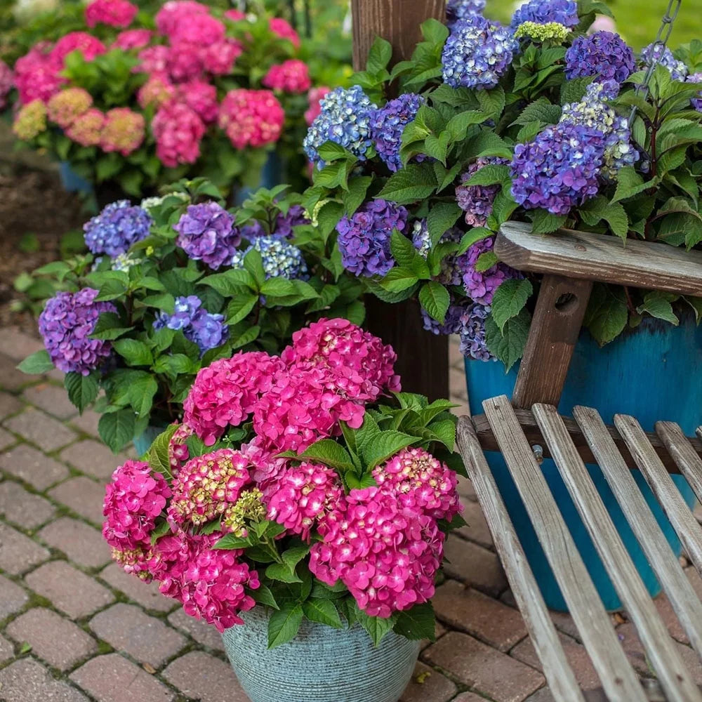 Live Hydrangea Shrub 1 Gallon D8610