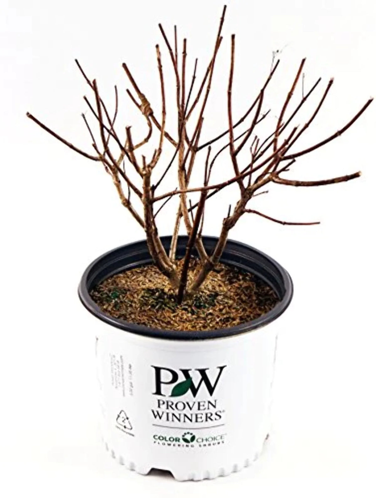 Panicle Hydrangea C4675