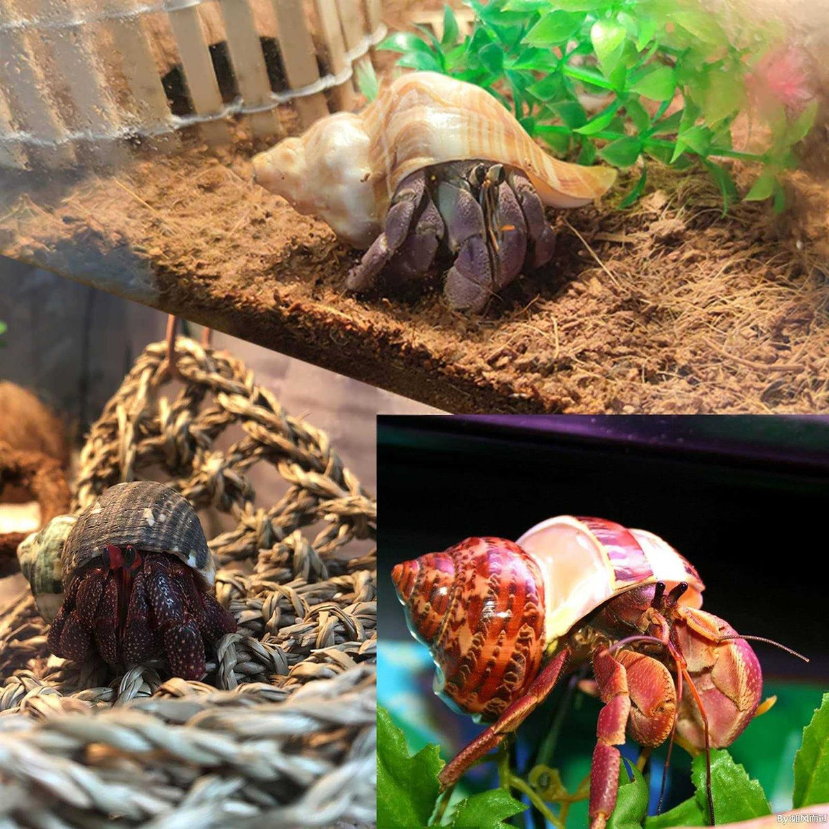 Hermit Crab Shells Medium to Large Natural Conch X808
