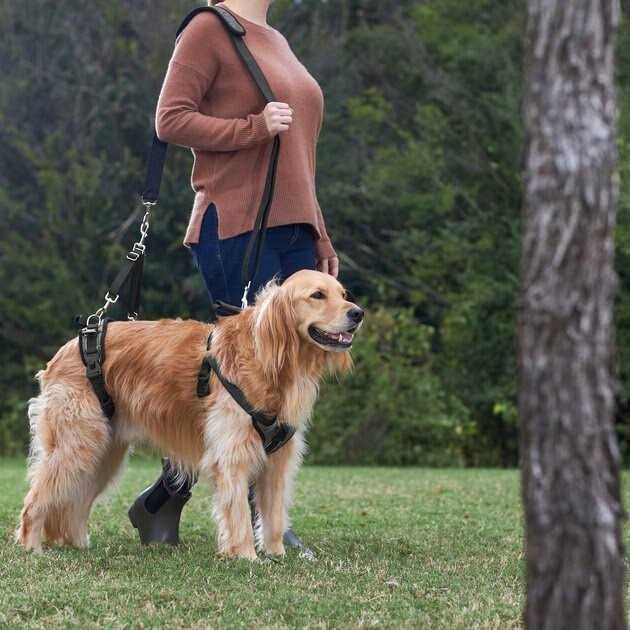 Dog Harness A511437