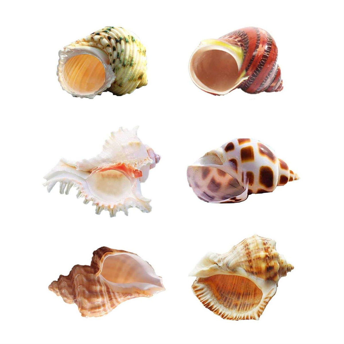 Hermit Crab Shells Medium to Large Natural Conch X808