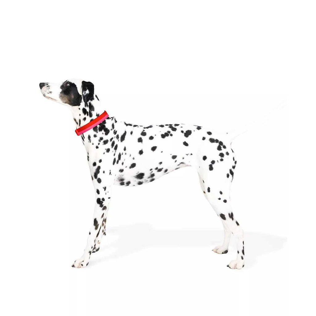 Red Pink Colorblock Dog Collar W20229