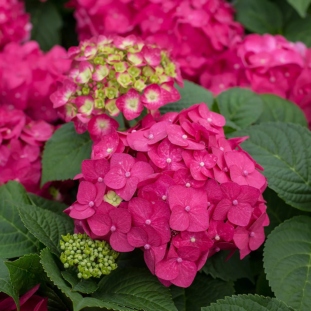 Live Hydrangea Shrub 1 Gallon D8610