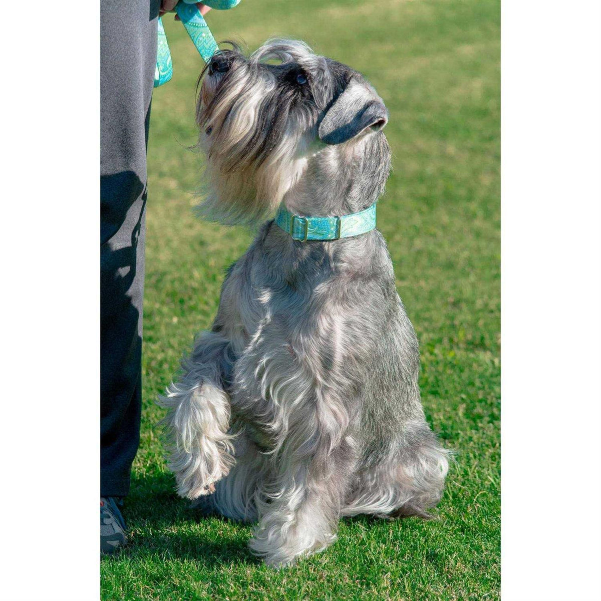 Martingale Dog Collar O14566