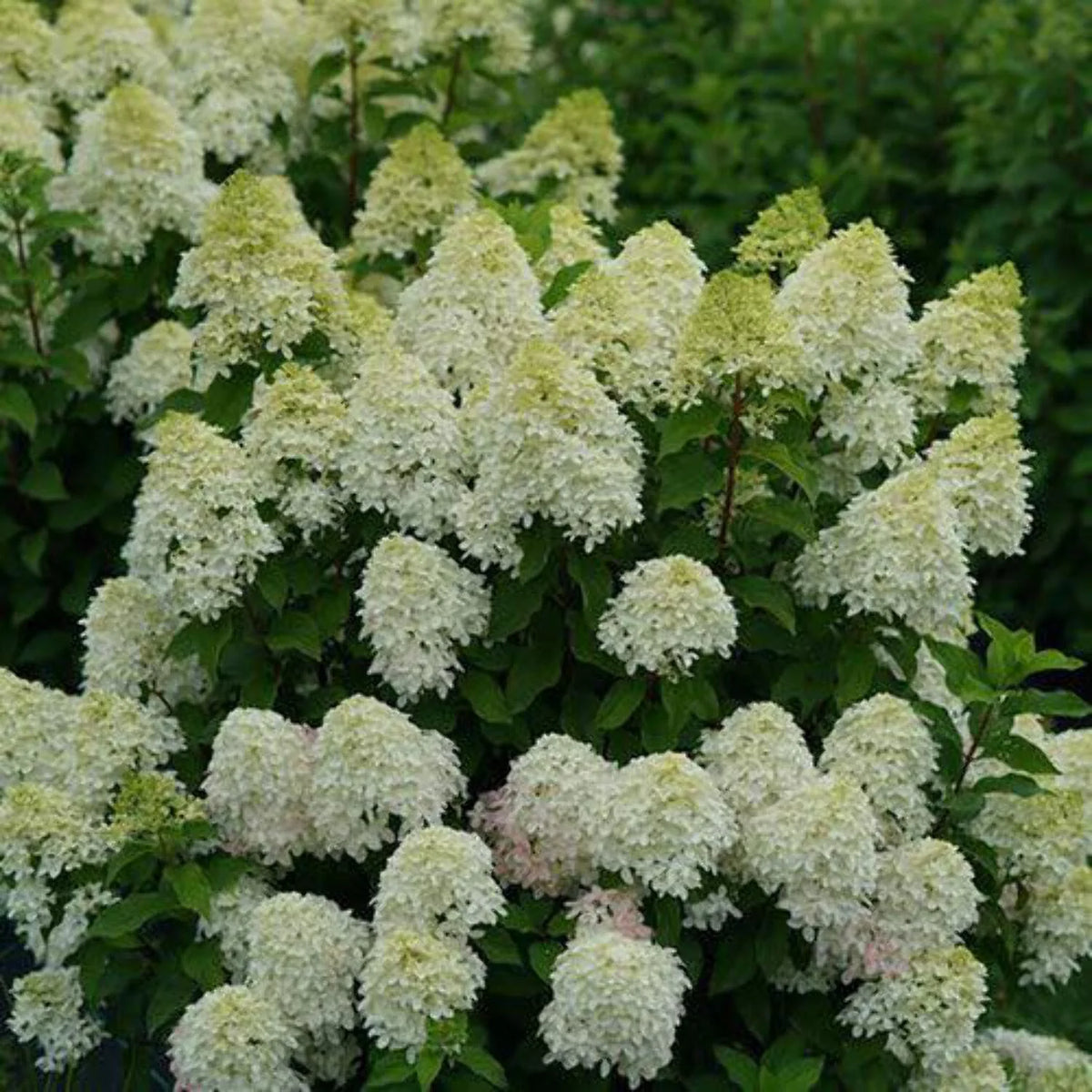 Panicle Hydrangea C4675