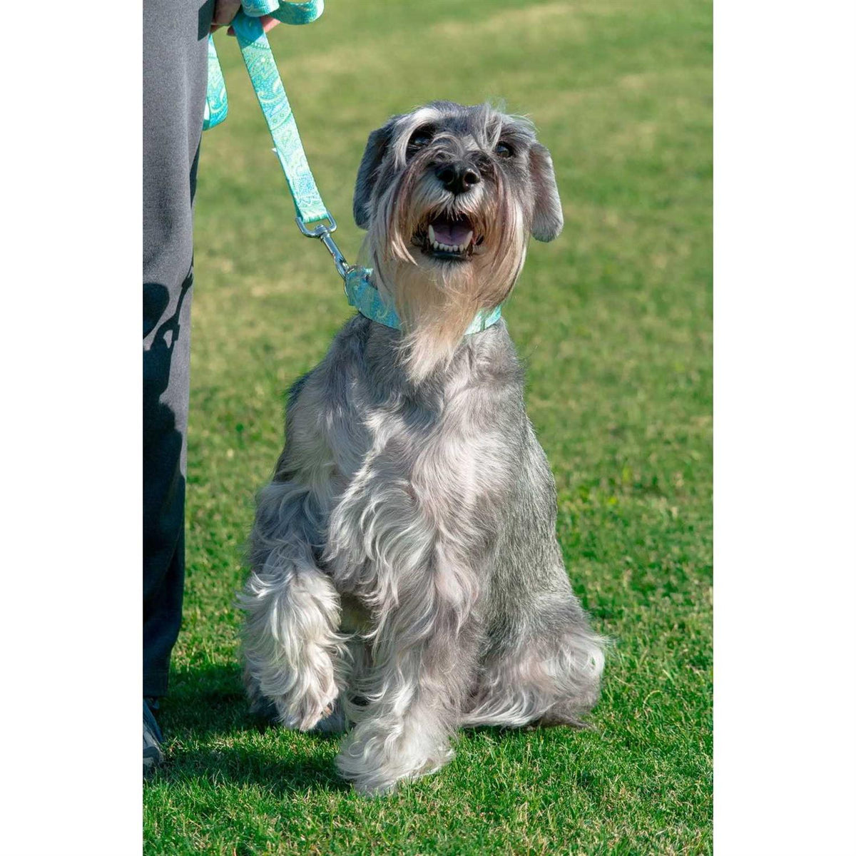 Martingale Dog Collar O14566