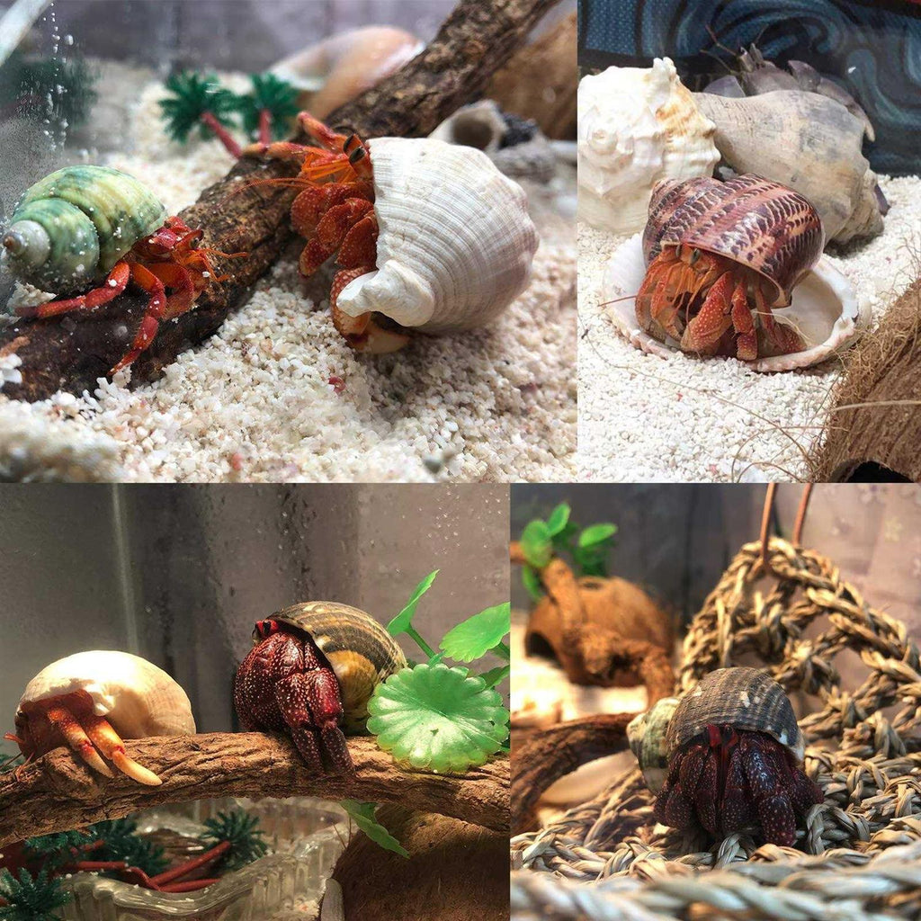 Hermit Crab Shells Medium to Large Natural Conch X808